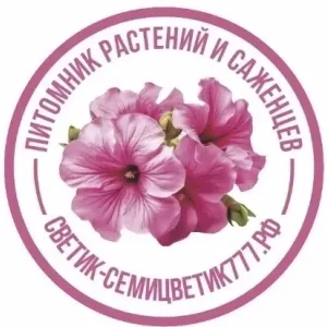 Петуния Воскресенск