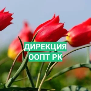 БУ РК "Дирекция особо охраняемых природных территорий Республики Калмыкия"