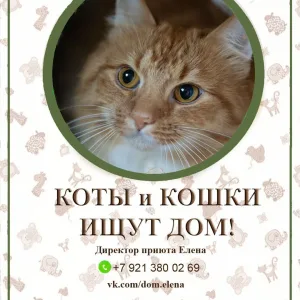 Приют "Островок" СПб