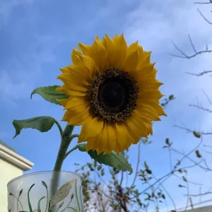 Real Flower